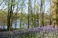 5. Rossmore in Spring - Bluebells at Priestfield lake.